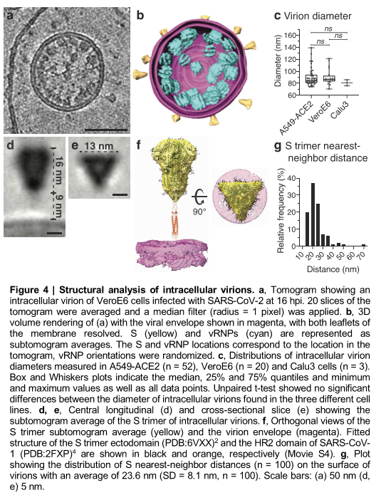 I study viruses: How our team isolated the new coronavirus to