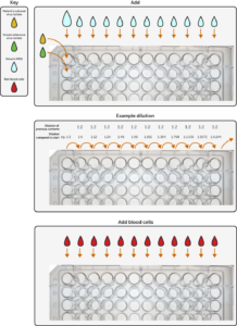 Influenza Virus Haemagglutination: A Sticky Technique That Does A Lot ...