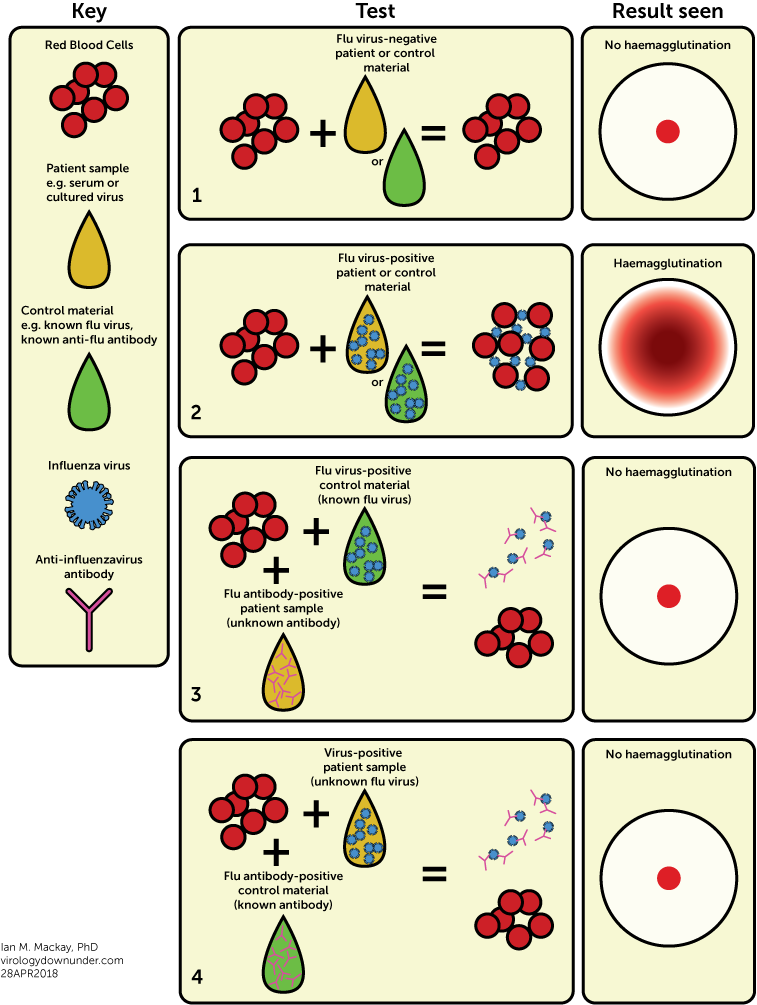 influenza-virus-haemagglutination-a-sticky-technique-that-does-a-lot