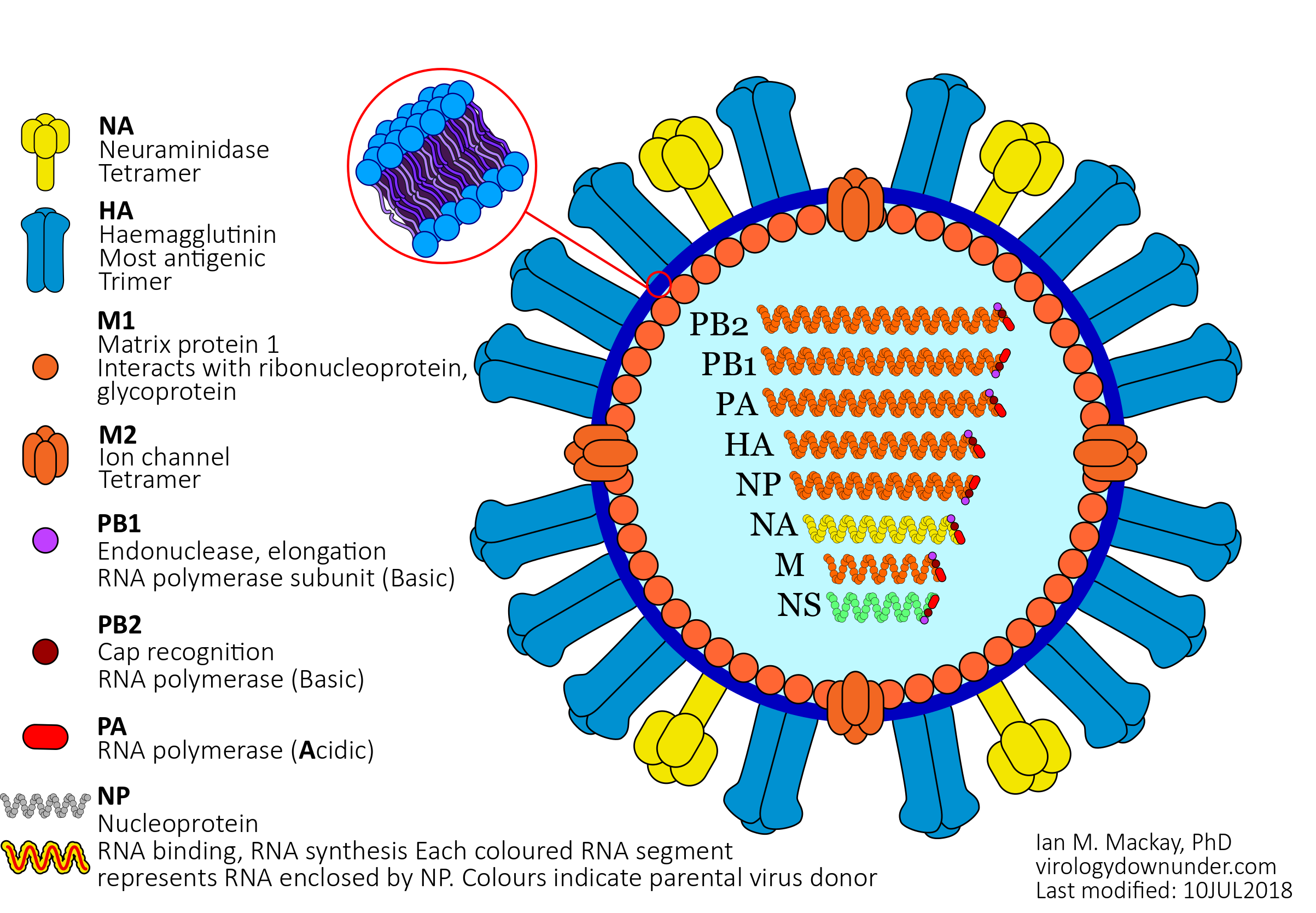 What Is The Influenza A Virus